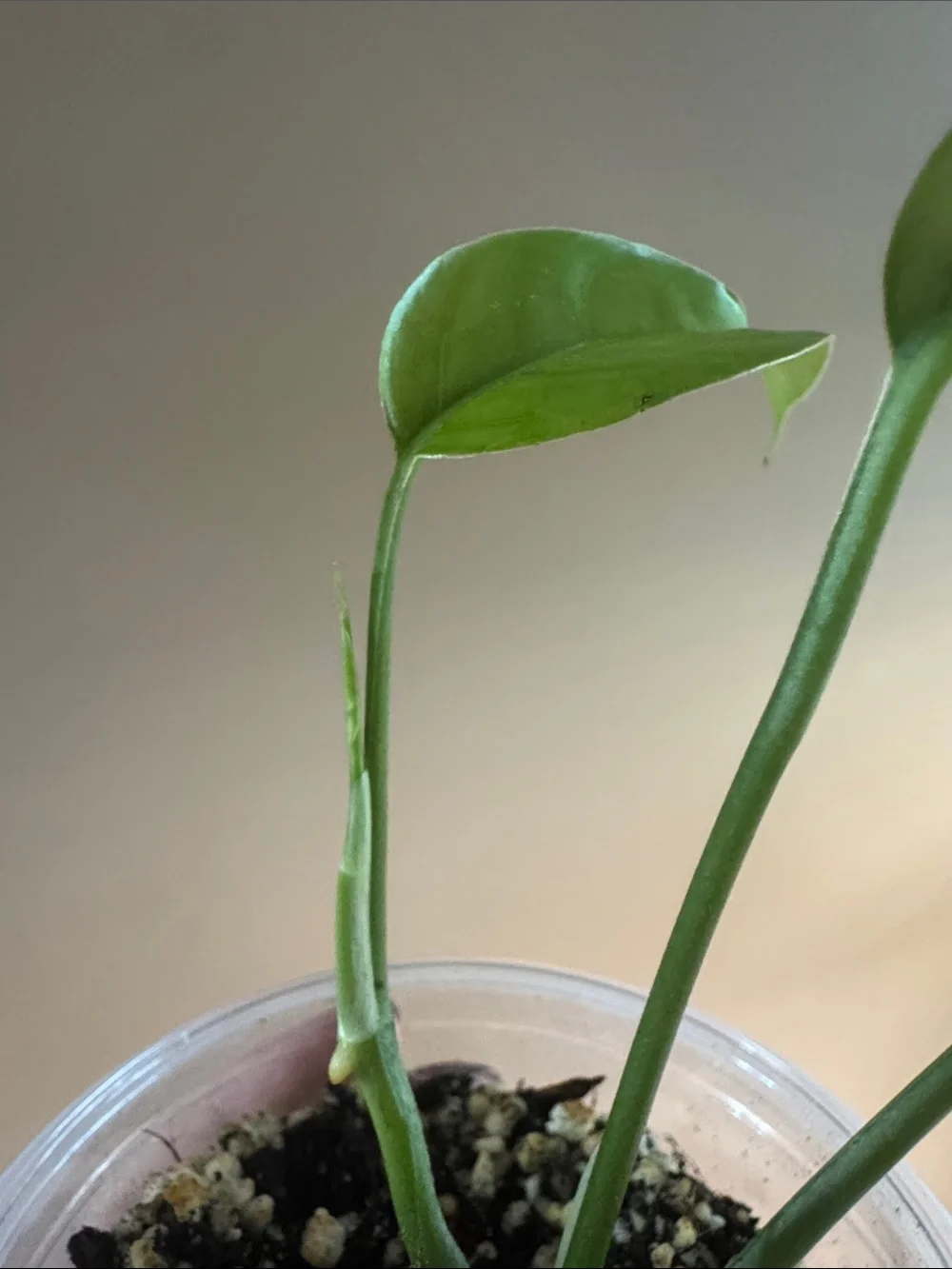 Cebu Blue Pothos-Rooted